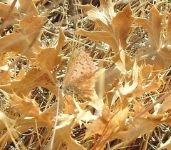 Polyommatus albicans