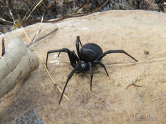 Latrodectus mirabilis