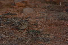 Mirafra erythroptera