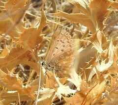 Polyommatus albicans
