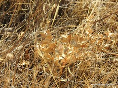 Polyommatus albicans