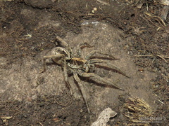 Schizocosa malitiosa