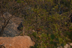 Phaenicophaeus viridirostris