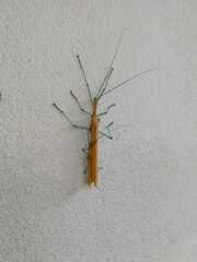 Tithonophasma tithonus