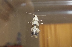 Phalonidia contractana