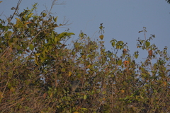 Phaenicophaeus viridirostris