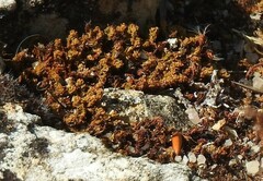 Tortella