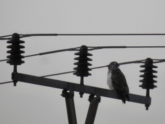 Buteo buteo