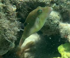 Canthigaster bennetti