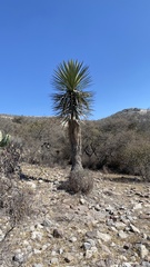 Yucca filifera