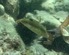 Canthigaster bennetti