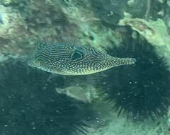 Canthigaster petersii