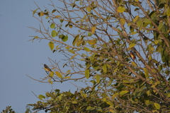 Pericrocotus cinnamomeus