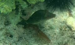 Canthigaster petersii