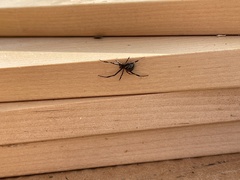 Latrodectus