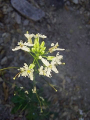 Dryopetalon runcinatum