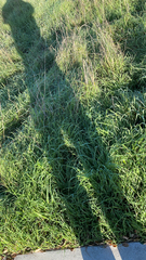 Cenchrus clandestinus