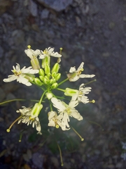 Dryopetalon runcinatum