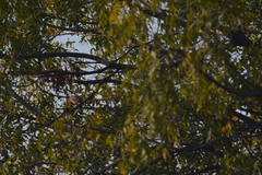 Streptopelia senegalensis