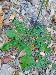 Dryopetalon runcinatum