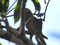 Eupsittula cactorum