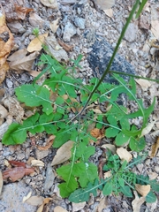 Dryopetalon runcinatum