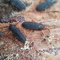 Uleiota planata