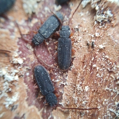 Uleiota planata