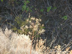 Dactylis glomerata hispanica