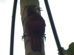 Xiphocolaptes albicollis