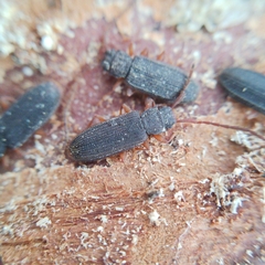 Uleiota planata
