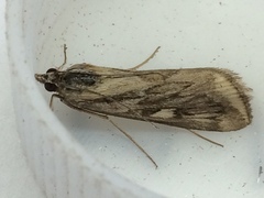 Loxostege cereralis