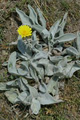 Hieracium tomentosum