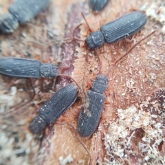 Uleiota planata