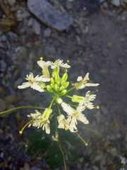 Dryopetalon runcinatum