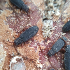 Uleiota planata