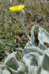 Hieracium tomentosum