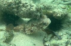 Cyclichthys orbicularis