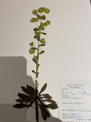 Euphorbia amygdaloides