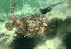 Cyclichthys orbicularis