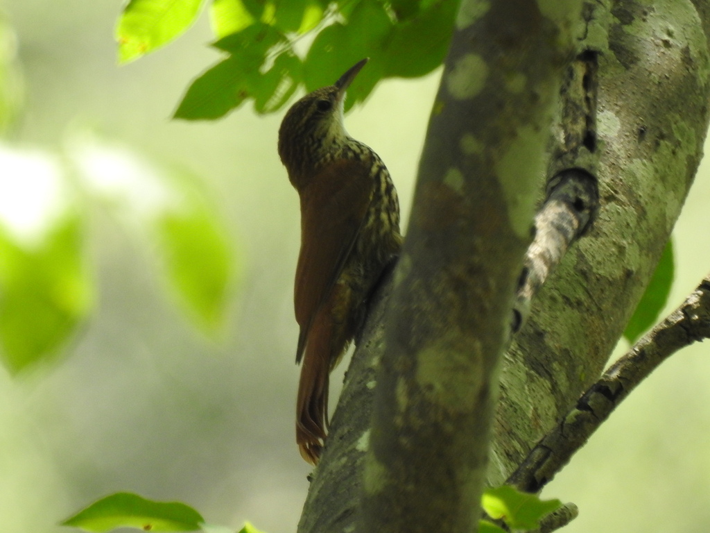 Scaled Woodcreeper (Wagler's)