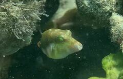 Canthigaster bennetti
