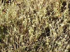 Coronilla minima lotoides
