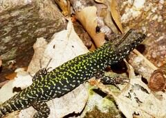 Podarcis muralis nigriventris
