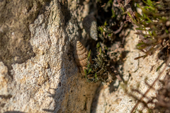 Obscurella bicostulata