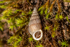 Obscurella bicostulata