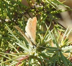 Polyommatus bellargus