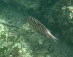 Sargocentron diadema