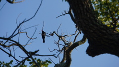 Hypsipetes leucocephalus