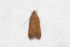 Helcystogramma lutatella